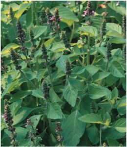 Herb for Health: Capsules Image